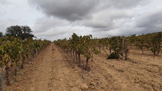 Land for sale in Reguengos de Monsaraz, Portugal — €162,500