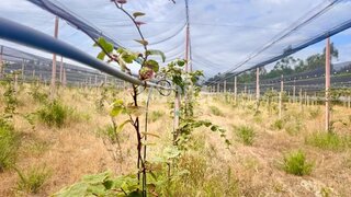 Land for sale in Ovar, Portugal