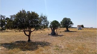 Terreno em Ferreira do Alentejo