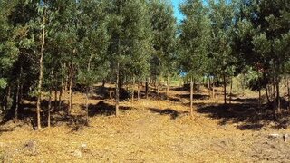 Land for sale in Paredes de Coura, Portugal — €40,000