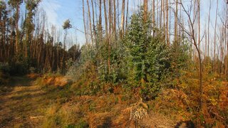 Land for sale in Viana do Castelo, Portugal — €420,000