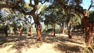Terreno em Castelo de Vide