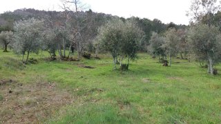 Terreno em Castelo de Vide