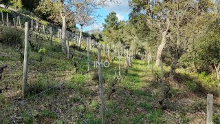 Terreno em Marvão