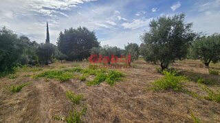 Land for sale in Viseu, Portugal — €65,000