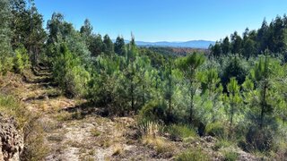 Land for sale in Pedrógão Grande, Portugal — €70,000