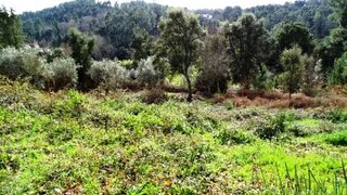Land for sale in Pedrógão Grande, Portugal — €65,000