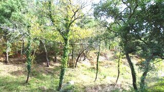 Land for sale in Sertã, Portugal — €30,000
