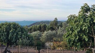 Land for sale in Figueiró dos Vinhos, Portugal — €60,000