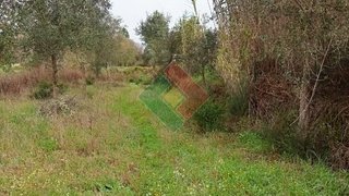 Terreno em Ponte de Sor
