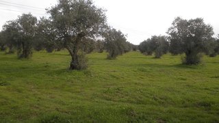 Land for sale in Ponte de Sor, Portugal — €29,000