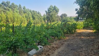 Terreno de 5085 m² em Viseu