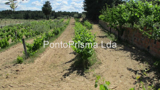 Terreno de 18 000 m² em Castelo Branco