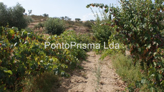 Land for sale in Nisa, Portugal — €45,000
