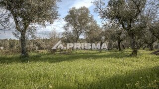 Terreno de 750 m² em Castelo Branco