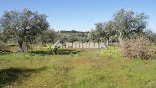 Terreno em Castelo Branco · 1240 m² · 27 000 €