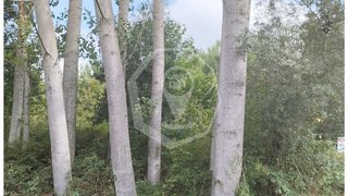 Land for sale in Oliveira do Bairro, Portugal — €12,000