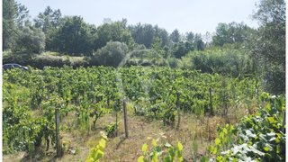 Land for sale in Oliveira do Bairro, Portugal — €60,000