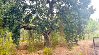 Land for sale in Grândola, Portugal — €2,200,000