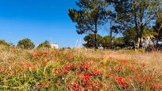 Land for sale in Alcácer do Sal, Portugal — €550,000