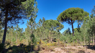 Terreno · 46 556 m² · 1 850 000 €