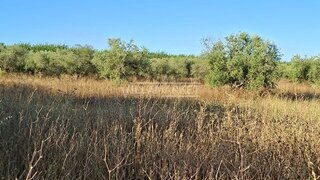 Land for sale in Ferreira do Alentejo, Portugal — €70,000
