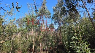 Land for sale in Albergaria-a-Velha, Portugal — €390,000