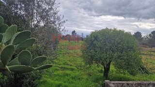 Land for sale in Tondela, Portugal — €85,000