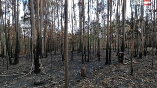 Terreno em Ourém