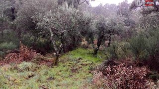Terreno em Castelo Branco · 1600 m² · 3500 €