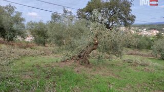 Land for sale in Ourém, Portugal — €5,600