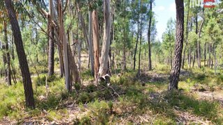Land for sale in Ourém, Portugal — €4,500