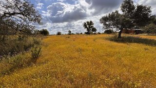 Land for sale in Silves, Portugal