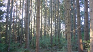 casafari-bild