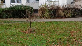 Alttag