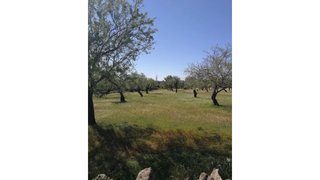 Terreno de 8250 m² em Faro