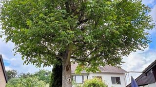 casafari-bild