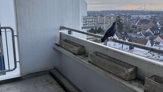 casafari-bild