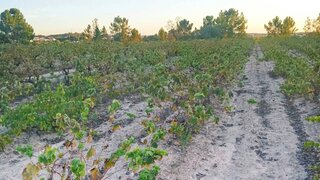 Land for sale in Alpiarça, Portugal — €17,000