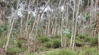 Land for sale in Vila Nova de Poiares, Portugal — €15,500