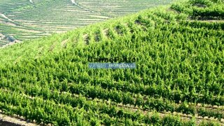 Land for sale in São João da Pesqueira, Portugal — €570,000