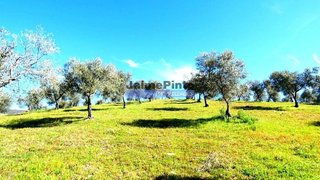 Land for sale in Vila Flor, Portugal — €300,000