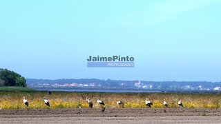 Land for sale in Ovar, Portugal — €2,600,000