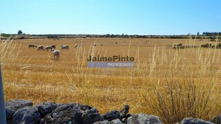Land for sale in Figueira de Castelo Rodrigo, Portugal — €540,000
