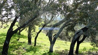 Land for sale in Almodôvar, Portugal — €620,000