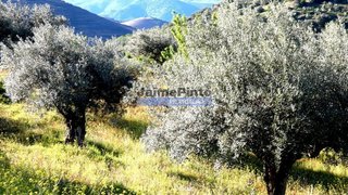 Terreno · 300 000 m² · 377 000 €
