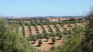 Land for sale in Avis, Portugal — €750,000