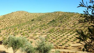 Land for sale in Figueira de Castelo Rodrigo, Portugal — €800,000