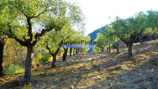 Land for sale in Figueira de Castelo Rodrigo, Portugal — €520,000