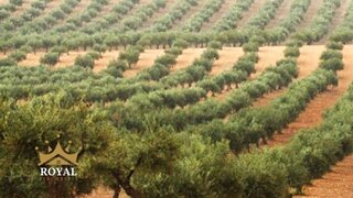 Land for sale in Ferreira do Alentejo, Portugal — €1,000,000